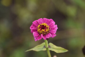 flower in the garden