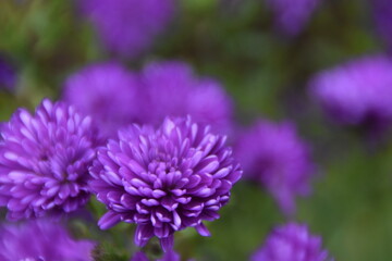 close up of a purple flower