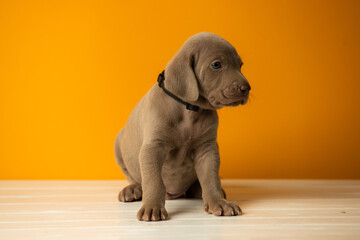 Adorable cute weimaraner puppy on orange background