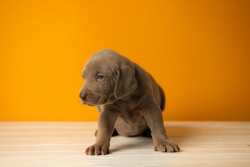 Adorable cute weimaraner puppy on orange background