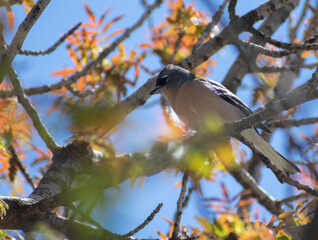 Obraz premium Close-up shot of Male African Chaffinch (Fringilla coelebs)