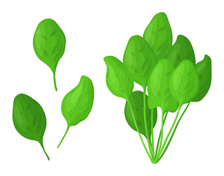 Set of fresh green spinach in cartoon style. Vector illustration of vegetables large and small sizes, bundled with leaves on white background.