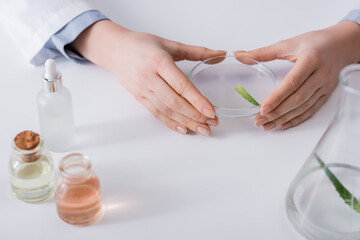 cropped view of scientist holding test plate with aloe sample.