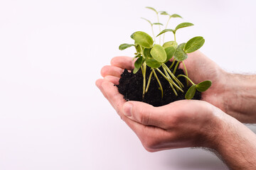 Cucumber seedlings in the hands with a handful of earth on a white background.