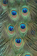 A close-up of the colorful feathers of the tail of a Peacock
