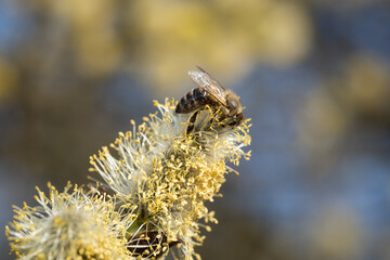 Bee sitting on catkin from a pussy willow tree in spring