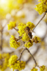 Dogwood or european cornel tree branches springtime in bloom, Cornelian cherry with yellow flowers in sunlight. Selective focus with copy space
