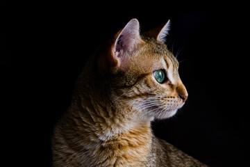 Portrait d'un chaton