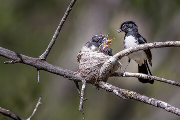 A Willie Wagtail (Rhipidura leucophrys), an Australian fantail, having just fed an insect to its three baby chicks, in a nest. Wildlife photography in a public park at Mount Annan, Sydney.