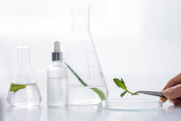 cropped view of laboratory assistant holding tweezers with mint leaves near petri dish, flasks and serum bottle in lab.