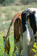 Rear view of a swiss cow pooping in the field