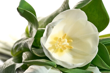 Fresh white tulips on the white background close-up shot