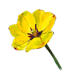 Yellow opened tulip on a white background. Watercolor. - 497733257