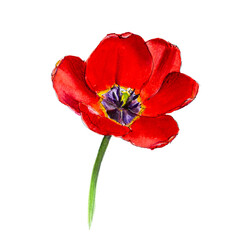 Scarlet opened tulip on a white background. Watercolor.