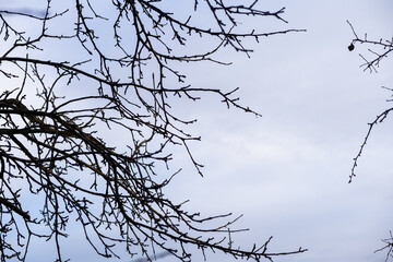 Bare tree branches on a pale white background