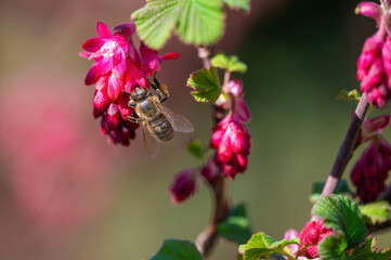 Bee at a flowering currant (Ribes sanguineum) in the sunshine.