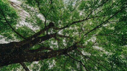 View of the tree from the bottom