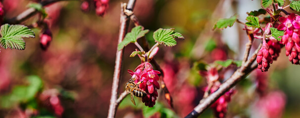 Bee at a flowering currant (Ribes sanguineum) in the sunshine.