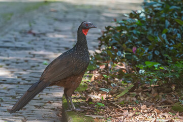 Dusky-legged Guan