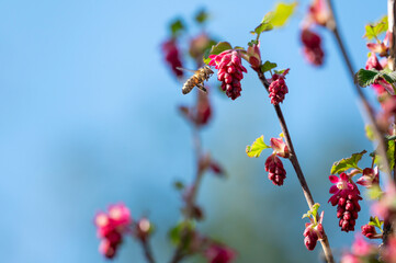 Bee at a flowering currant (Ribes sanguineum) in the sunshine.