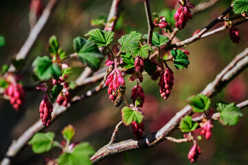 Bee at a flowering currant (Ribes sanguineum) in the sunshine.