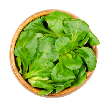 Fresh lambs lettuce, in a wooden bowl. Valerianella locusta, also known as common cornsalad, nut lettuce or field salad. Grows as small rosettes, has a nutty flavor, and is eaten as a leaf vegetable.