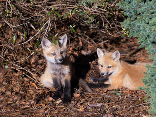 Adorable six-week old urban red fox cub sitting in the sun in park staring with intent expression next to its brother in soft focus, Montreal, Quebec, Canada