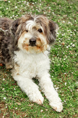 a big brown Beaver-a Yorkshire terrier sits and looks around. High-quality photo. green grass.