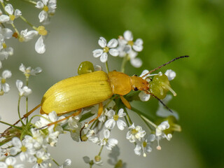 Chrząszcz grzebyczak żółtawy na białych kwiatkach