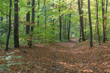 Jesienny las w brązach i zieleni