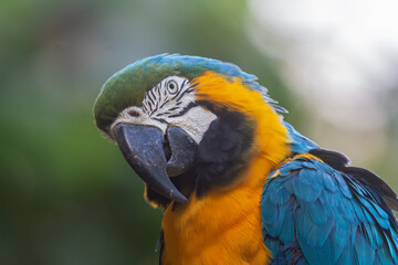 Blue-and-yellow Macaw
