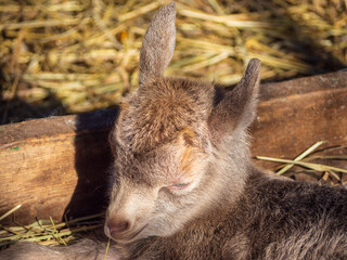 Baby goat. Close-up of the muzzle of a small beautiful goat. A gray-brown newborn baby goat lies in a covered pen on the hay. The cultivation of domestic farm animals