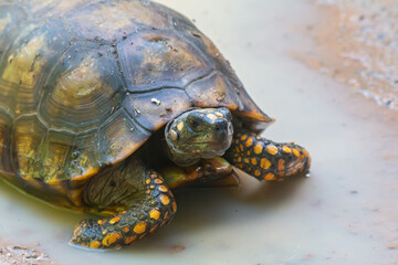 Yellow-footed Tortoise