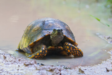 Yellow-footed Tortoise