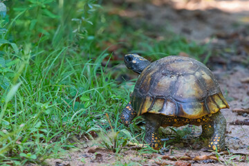 Yellow-footed Tortoise