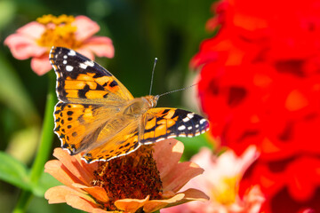 Close-up of a butterfly on a flower in a blooming summer park. The monarch butterfly pollinates flowers on a summer day on a soft background. Floral background with insects for the designer