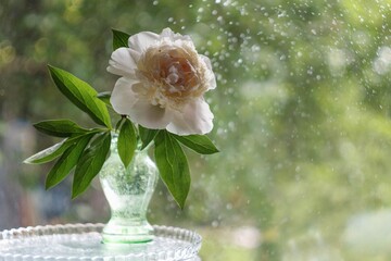 flowers in a glass vase