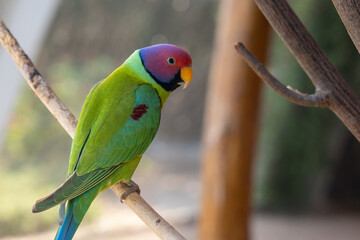 A plum-headed parakeet (Psittacula cyanocephala) perched close up in the Indian subcontinent
