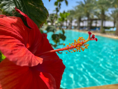 The beautiful red Chinese hibiscus also known as the China rose, Hawaiian hibiscus,, rose mallow and shoeblackplant in a garden in the UAE.