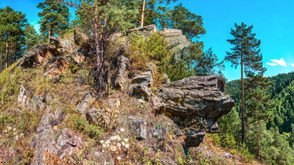  pine tree in the mountains