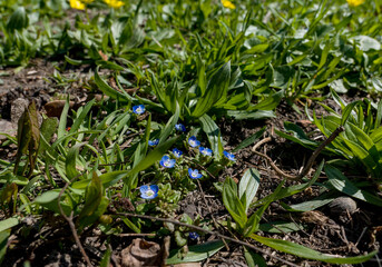 spring blue little flowers blooming in the forest in the green grass