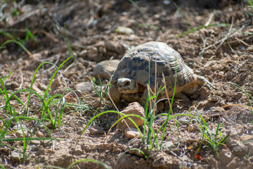 close-up shot of Green Tortoise (Testudo Graeca)