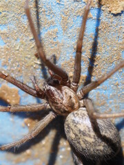 Eine wartende Spinne