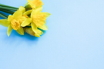 Bouquet of yellow narcissus on a bright blue background. Flat lay, copy space for text