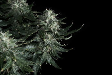 Female cannabis bush with blooming flowers and stigmas. Fresh marijuana plant isolated on black...