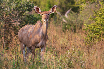 Naklejka na ściany i meble Female Kudu in dense bush, Kruger National Park, South Africa