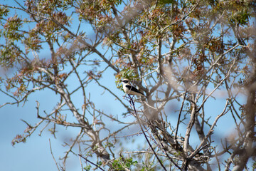 Male black-eared wheatear (oenanthe Hispanica) perching on a tree