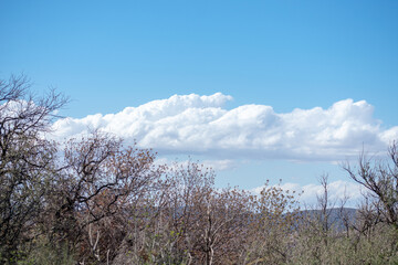Scenic view of trees, blue sky with some clouds