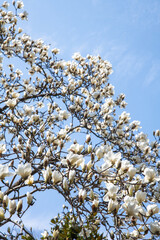 咲き誇るハクモクレン