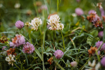 Blur. Clover blossoms in the meadow. Glade with blooming clover and green grass.